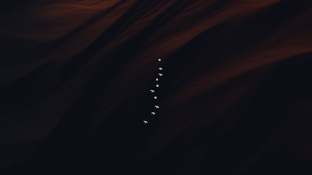 Flying Birds Minimal 4k
