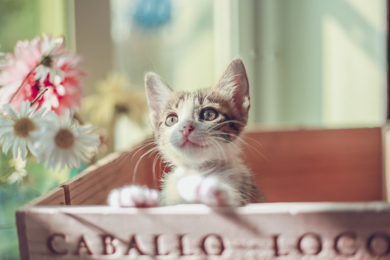 Cute Cat Kitty