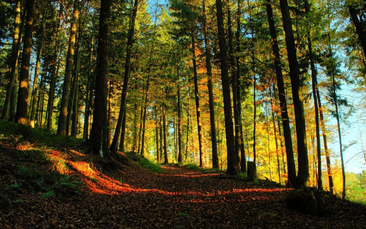 Forest Path