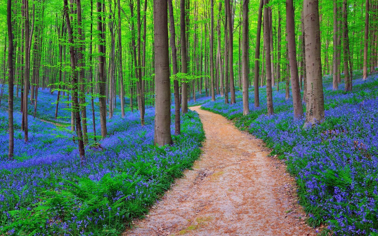 Belgium Forest Bluebells