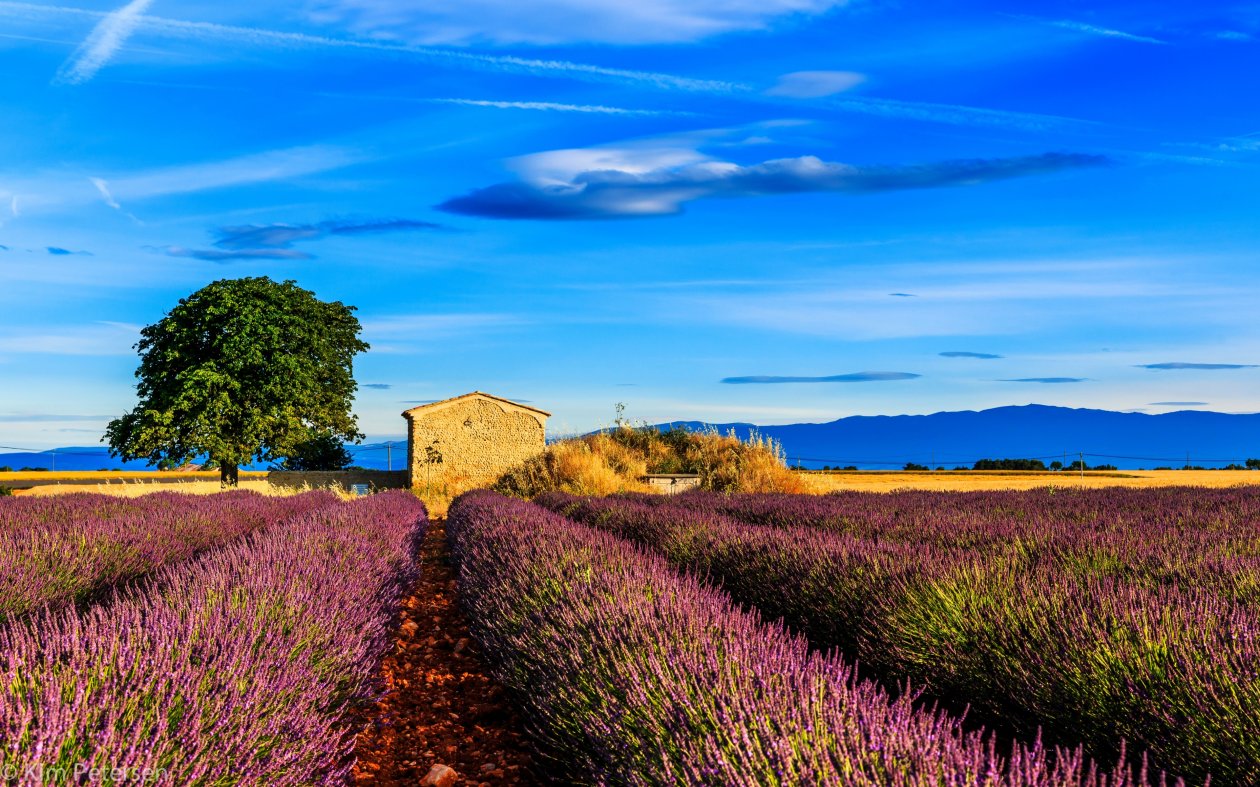 Fields Nature