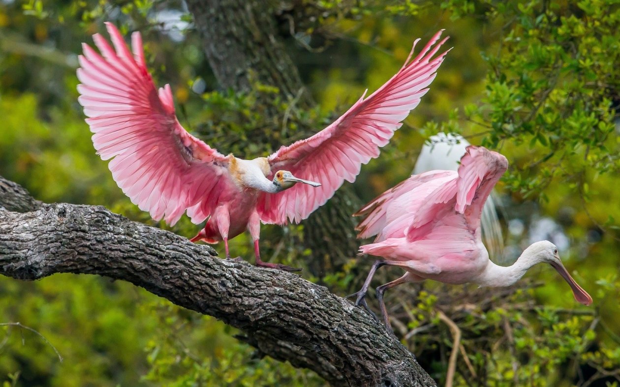 Pink Birds
