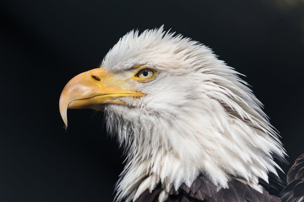 Bald Eagle Wild