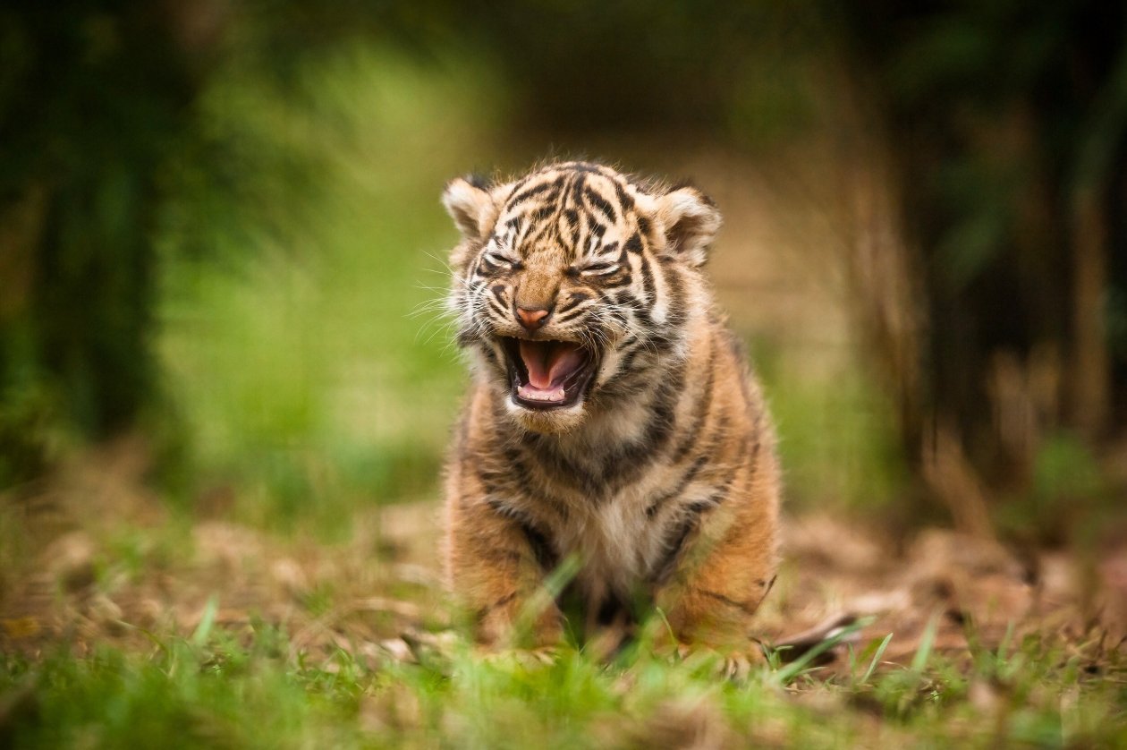 Cute Cub