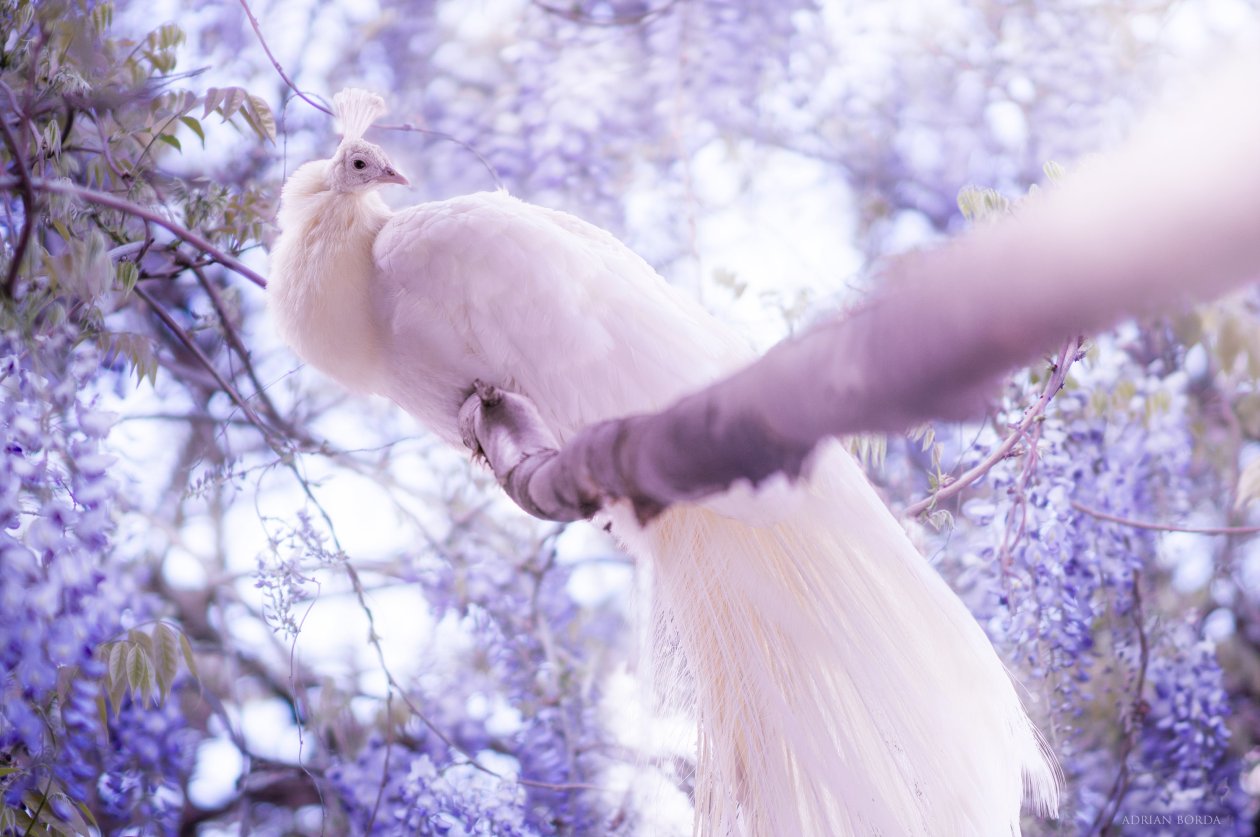 White Peacock