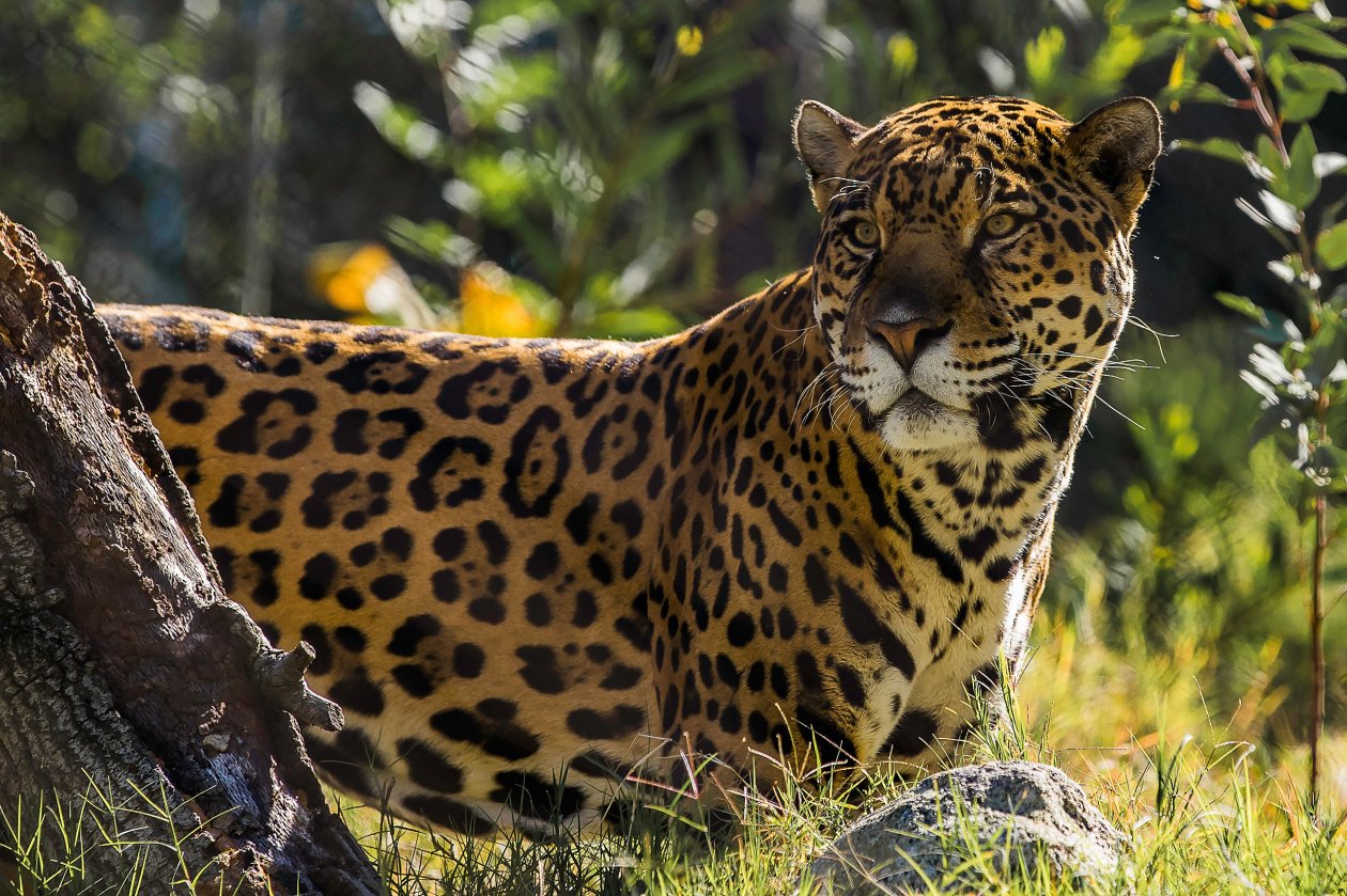 Jaguar The Big Cat