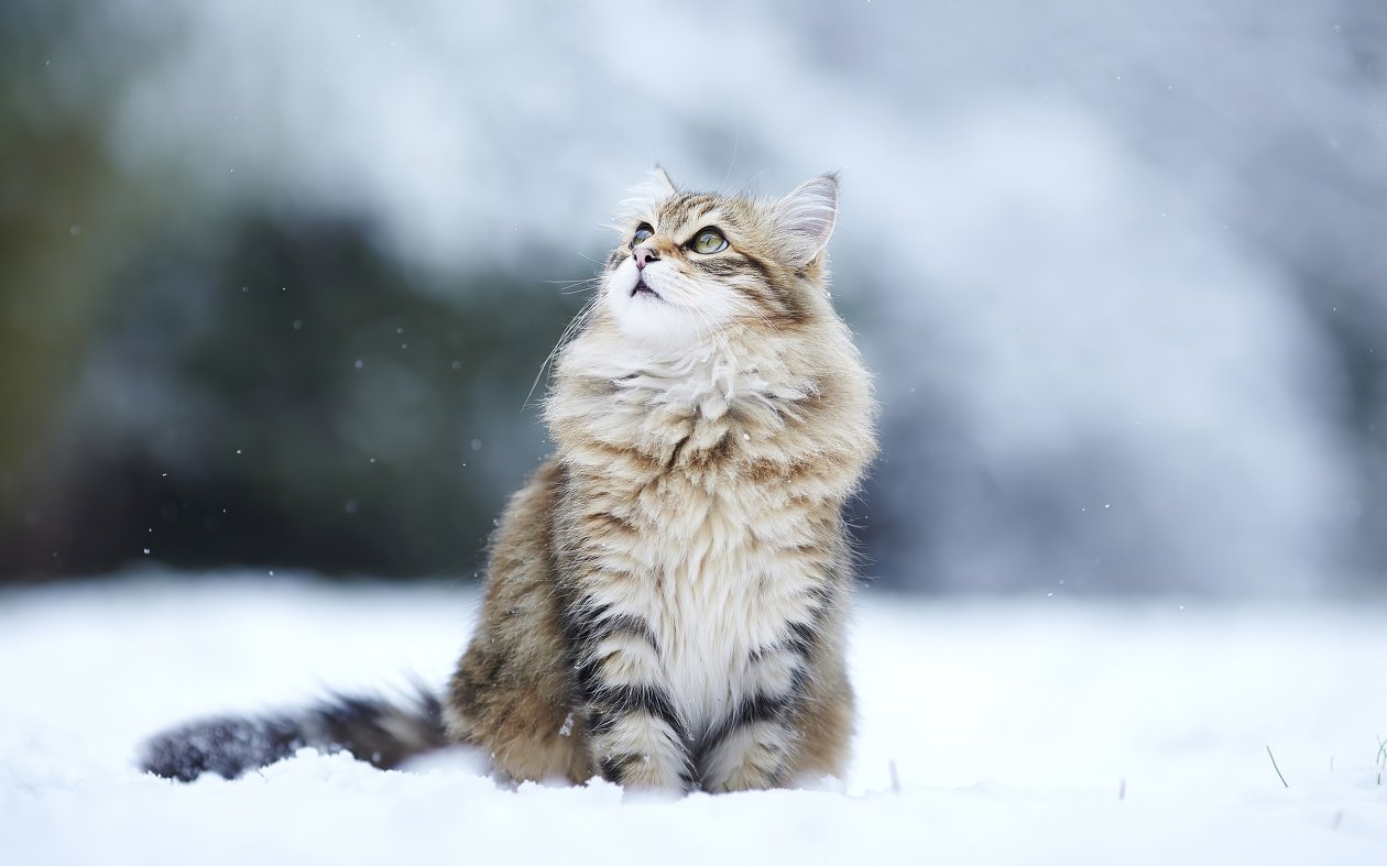Cat In Winter