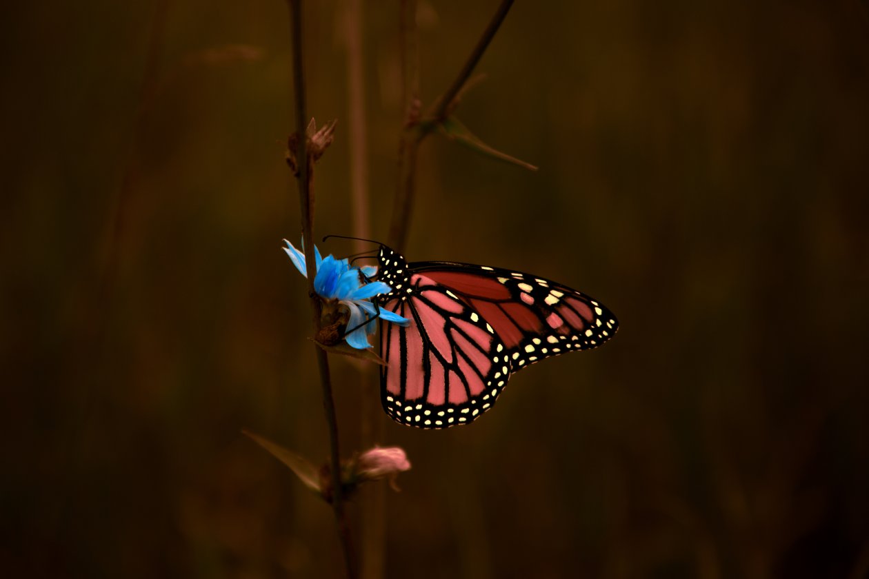 Butterfly Macro 5k