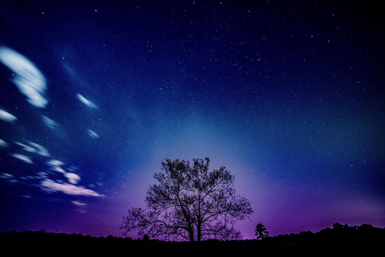 Tree Galaxy Sky 8k