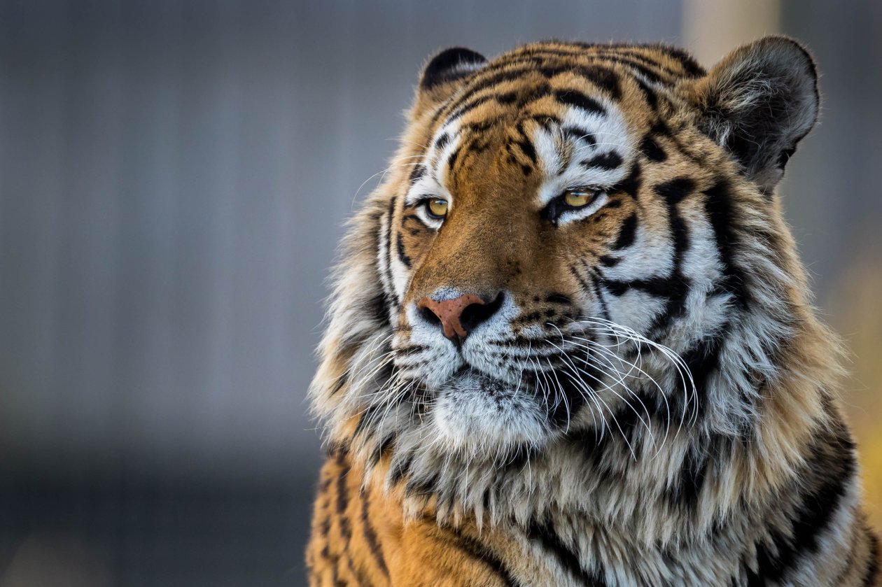 Tiger Closeup 4k