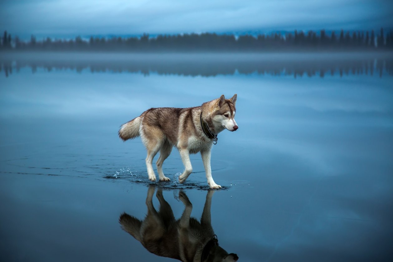 Siberian Husky
