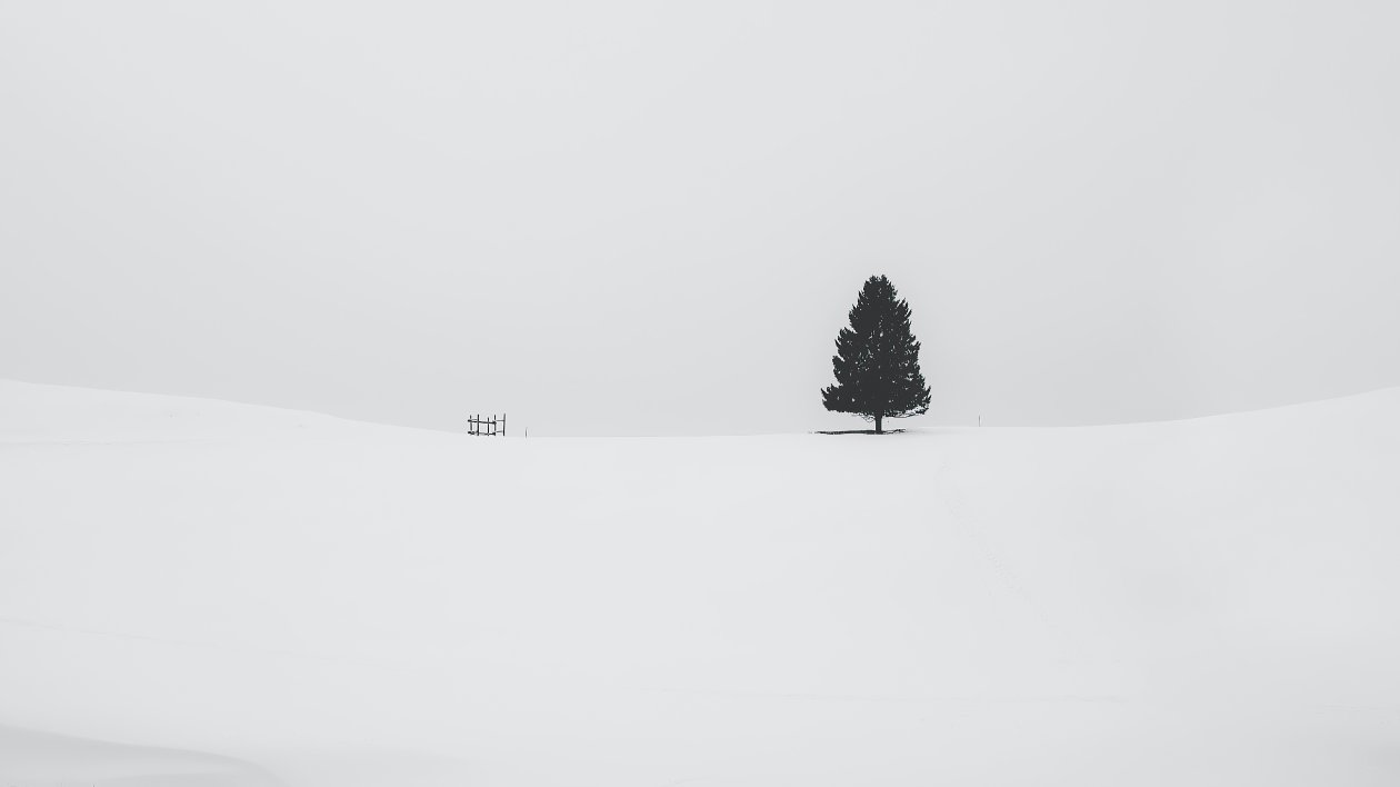 Tree Snow 4k