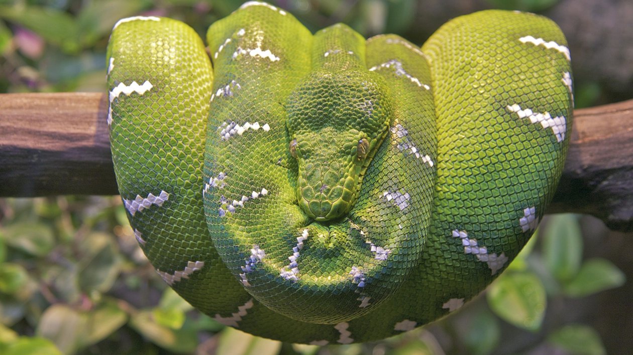 Emerald Tree Boa Snake