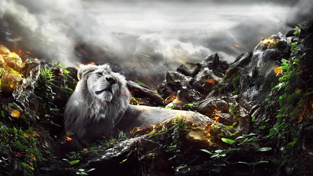 Jungle Lion Creative