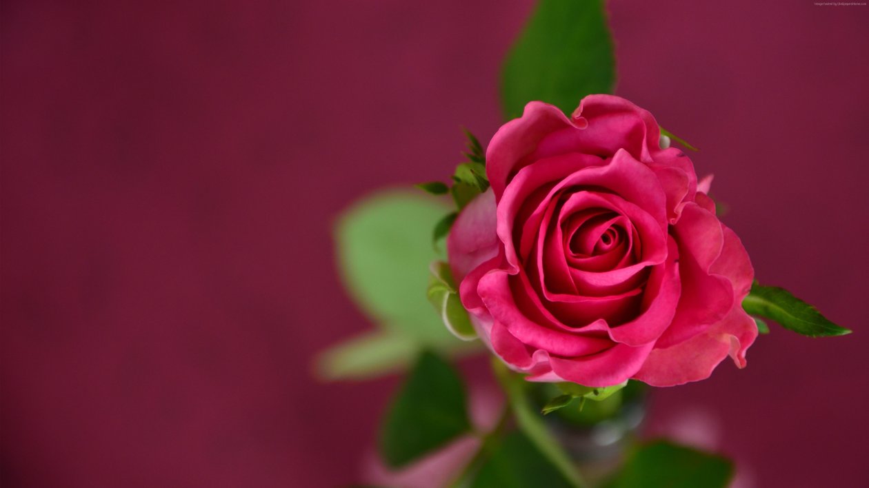 Rose 4k