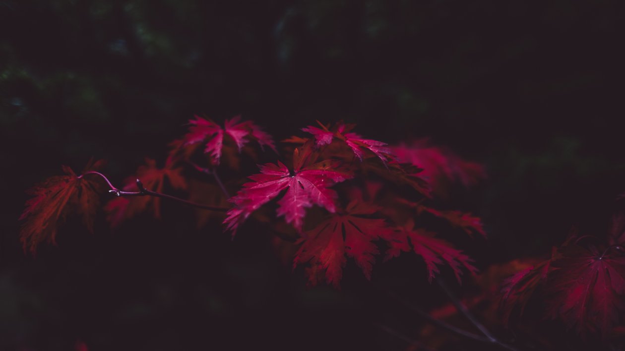 Red Leaves 4k