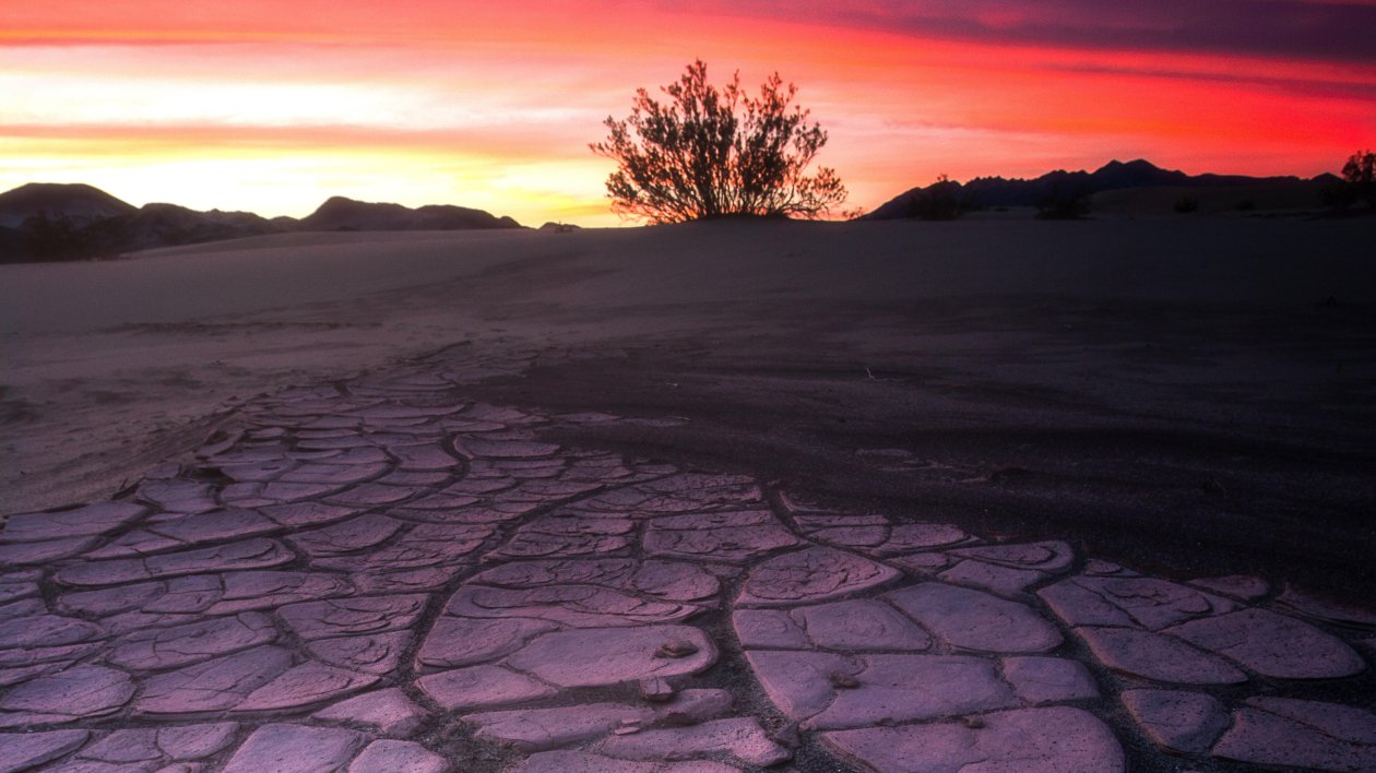 Death Valley Mud Crack Lone Tree 4k