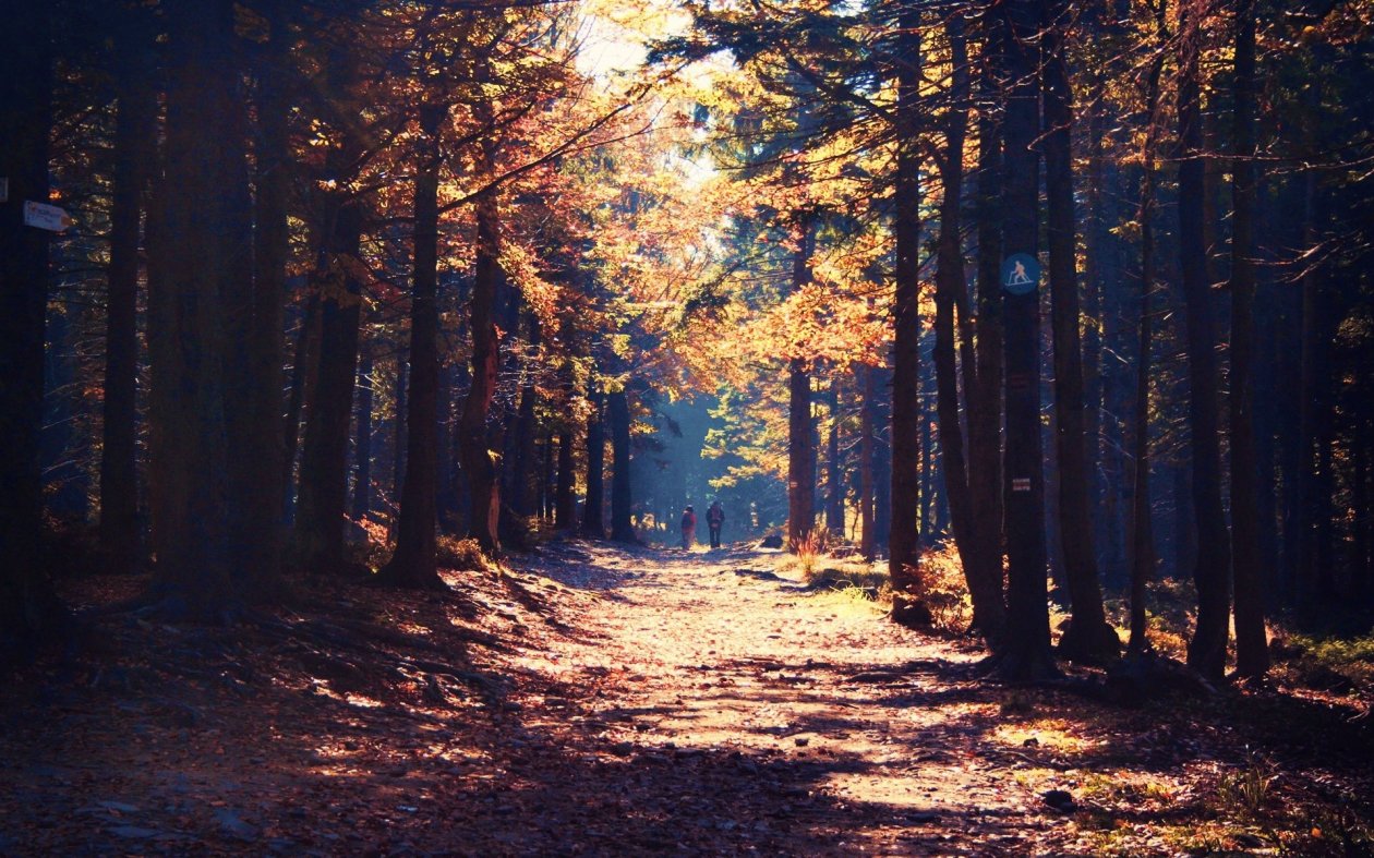 Forest Nature