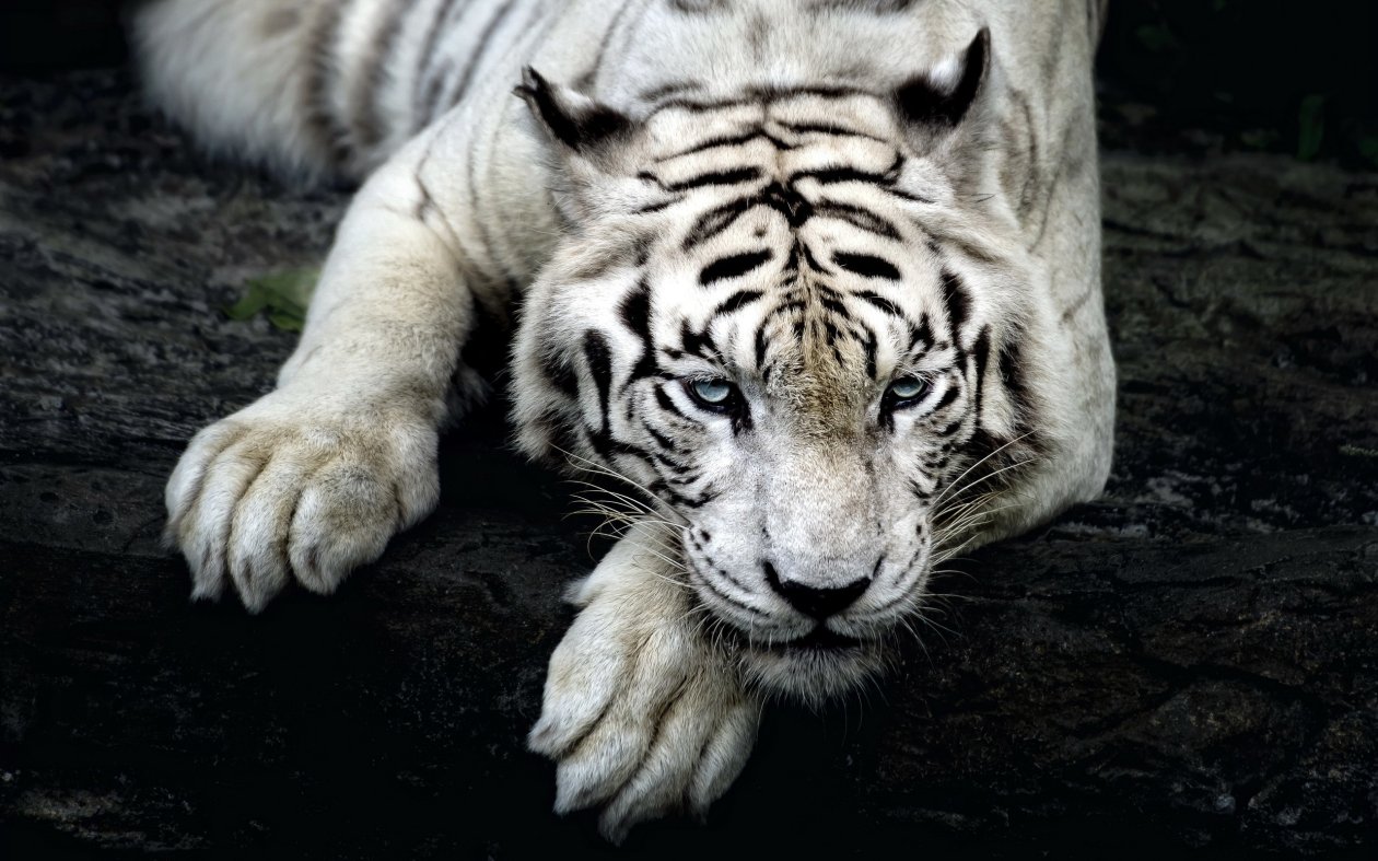 Big White Tiger