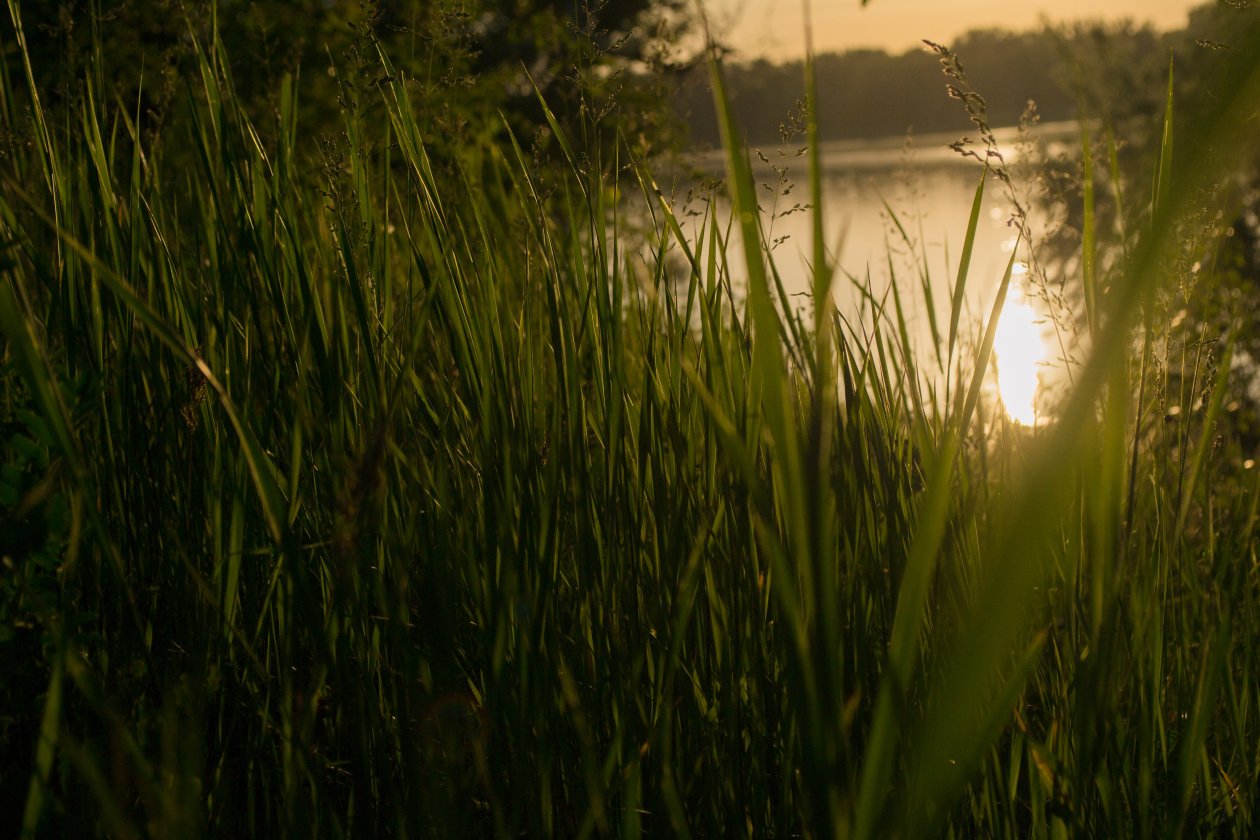 Grass 4k Sunset