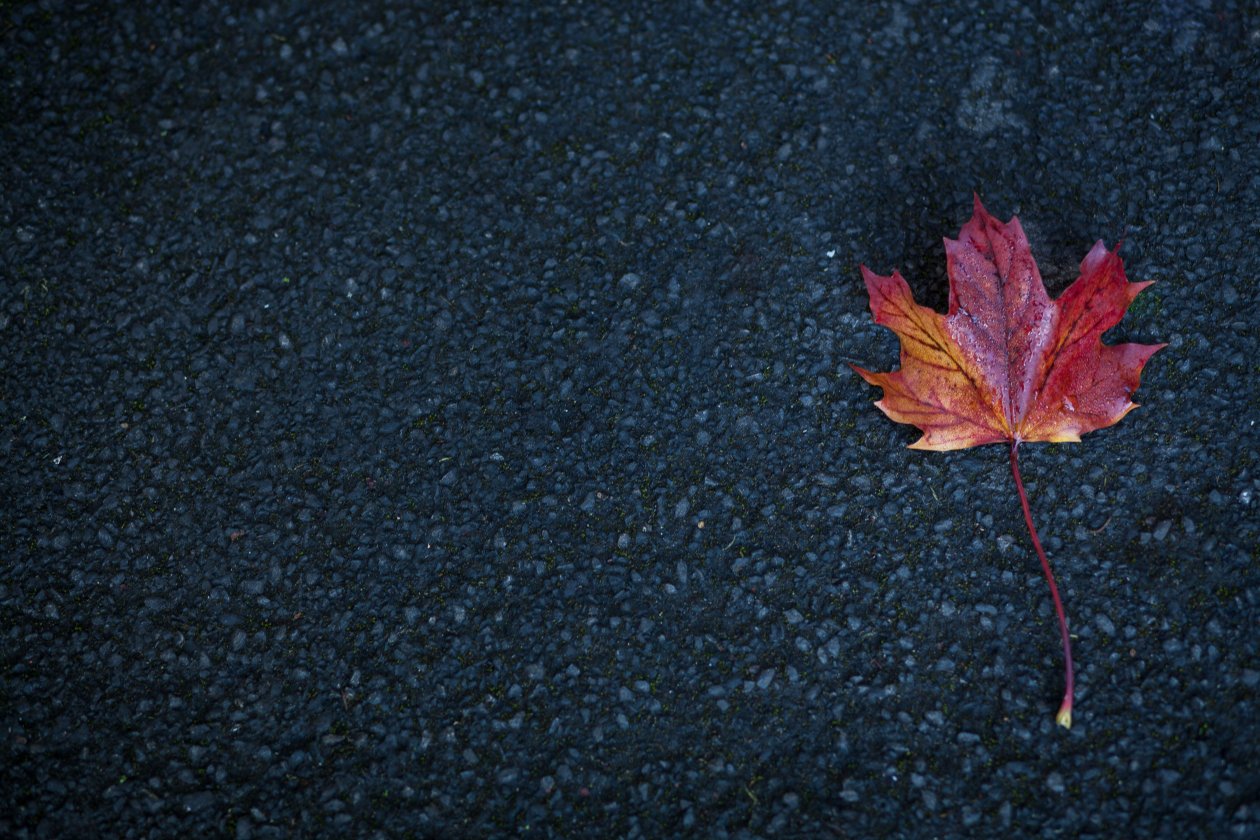 Leaf Autumn 5k