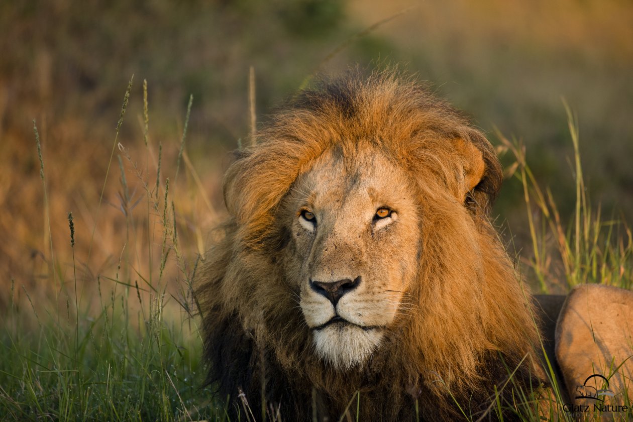 Lion Morning Light 5k