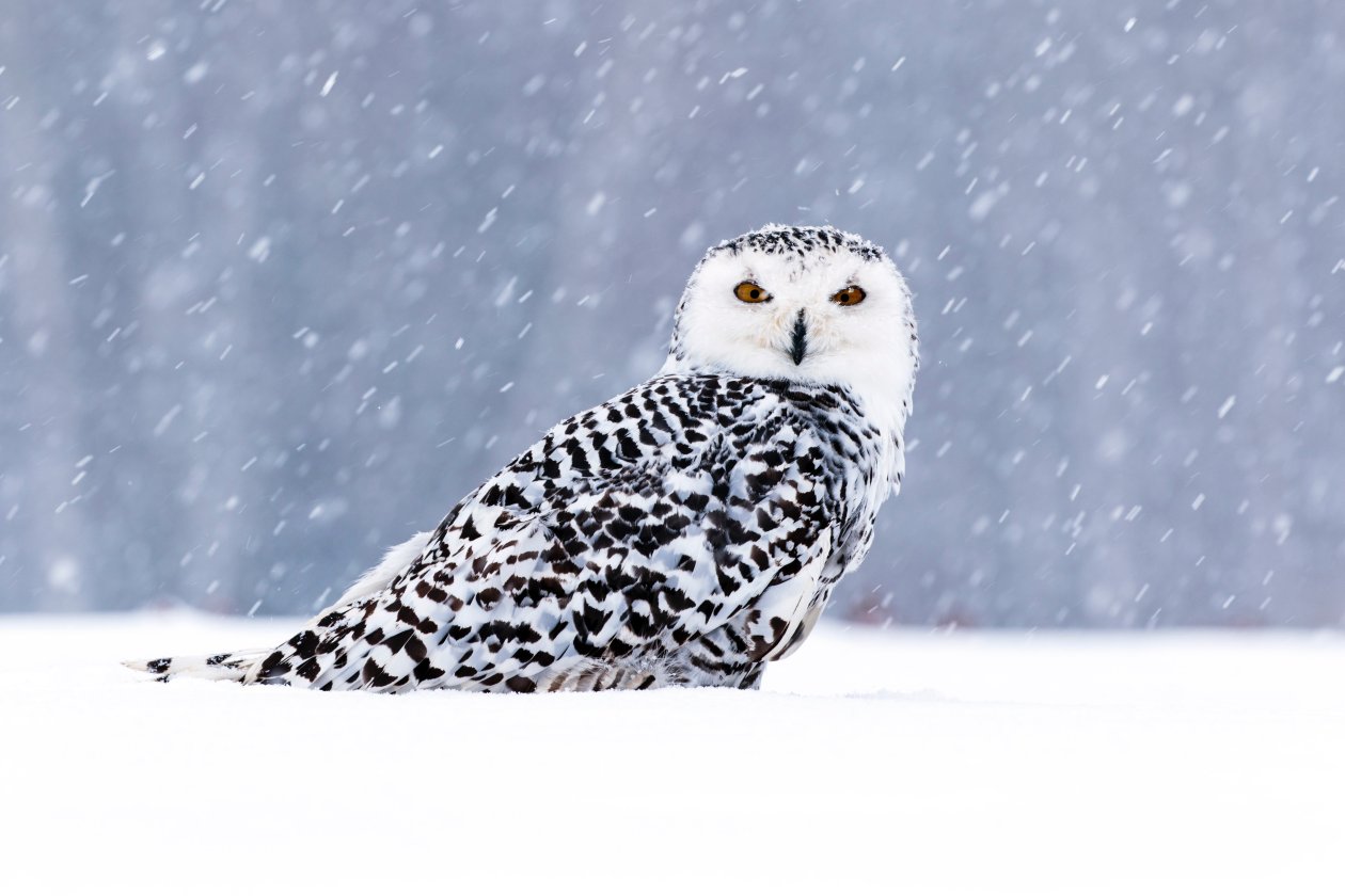 White Owl In Snow 5k