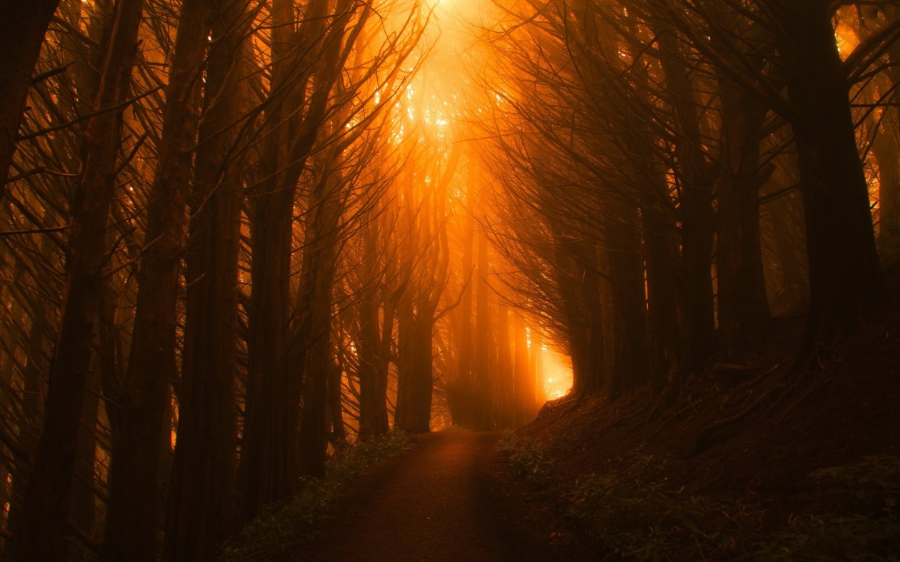 Sunlight Path Dark Beautiful Nature Trees