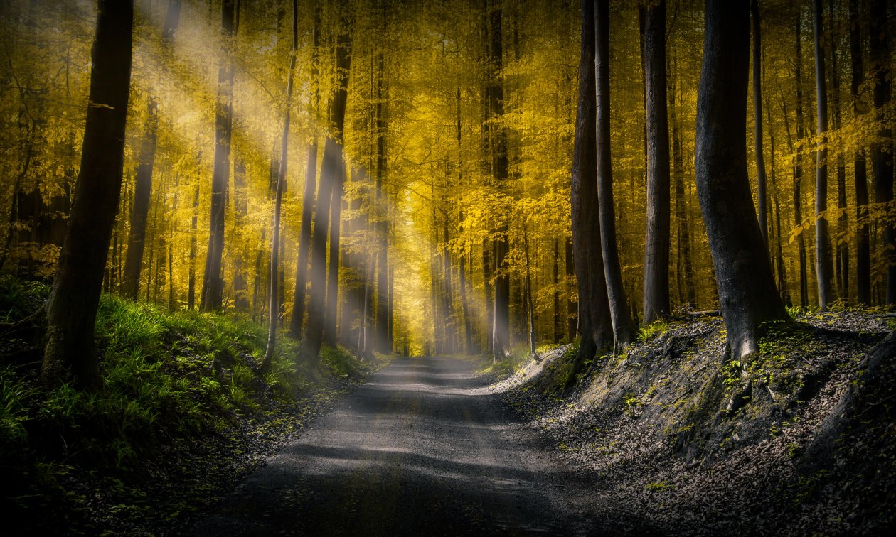 Forests Roads Rays Of Light 5k