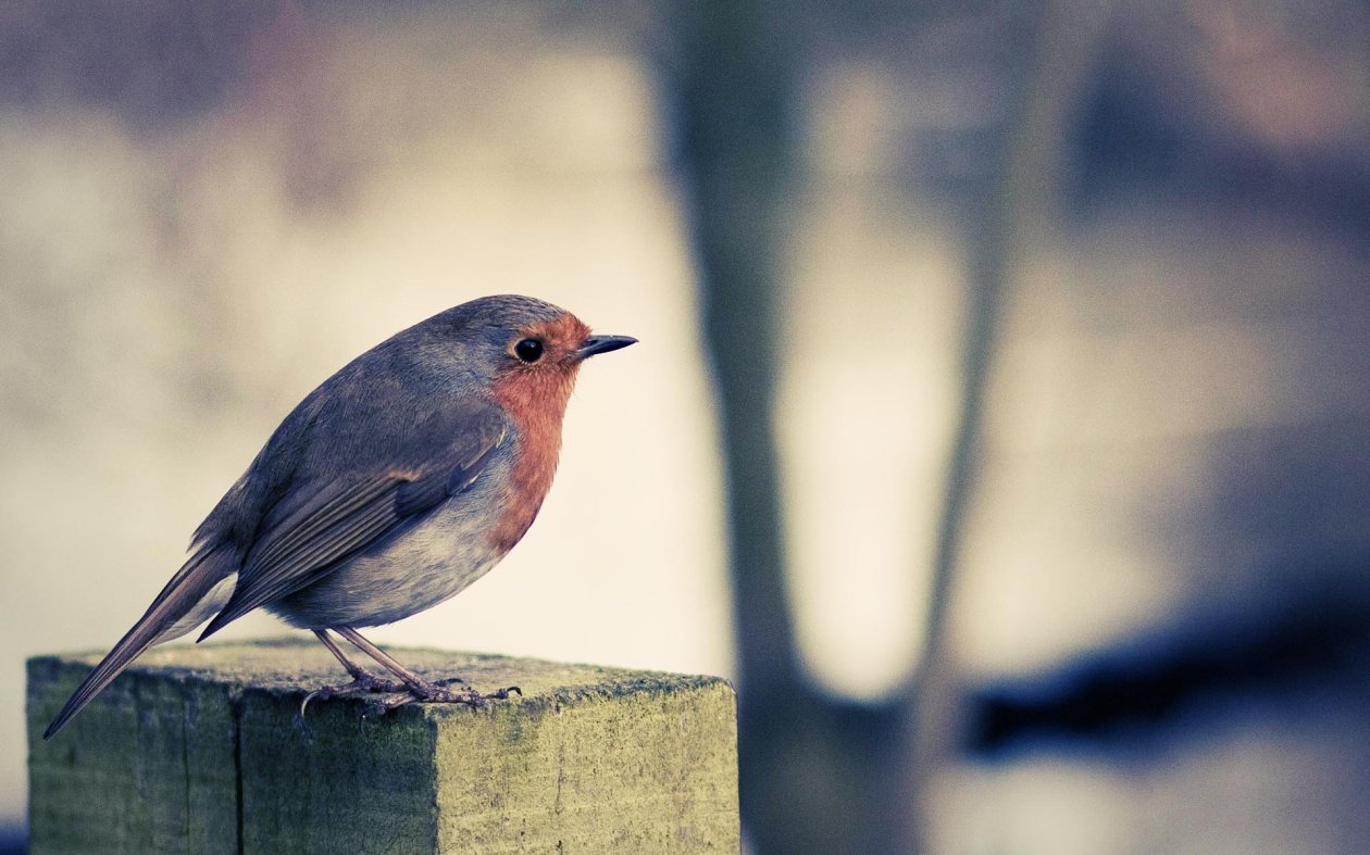 Robins