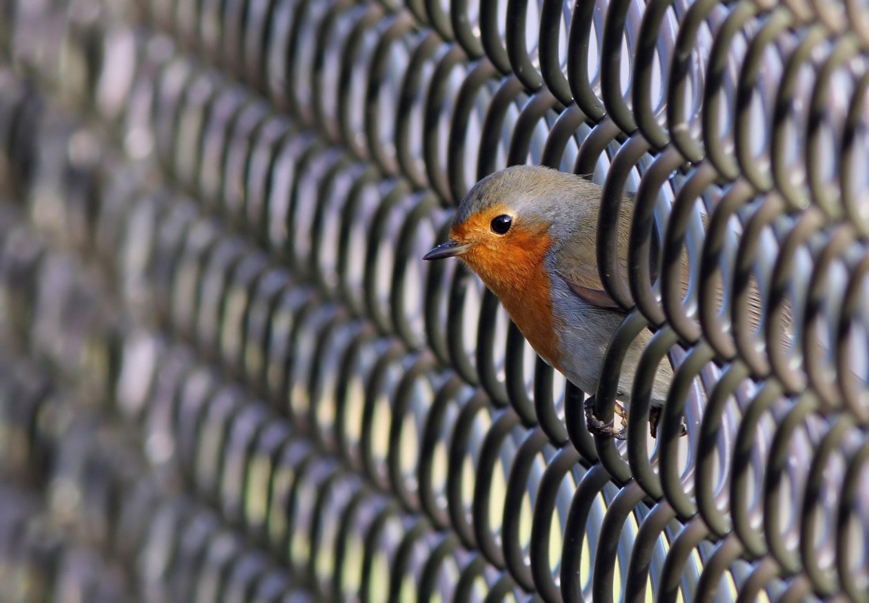Bird Robin