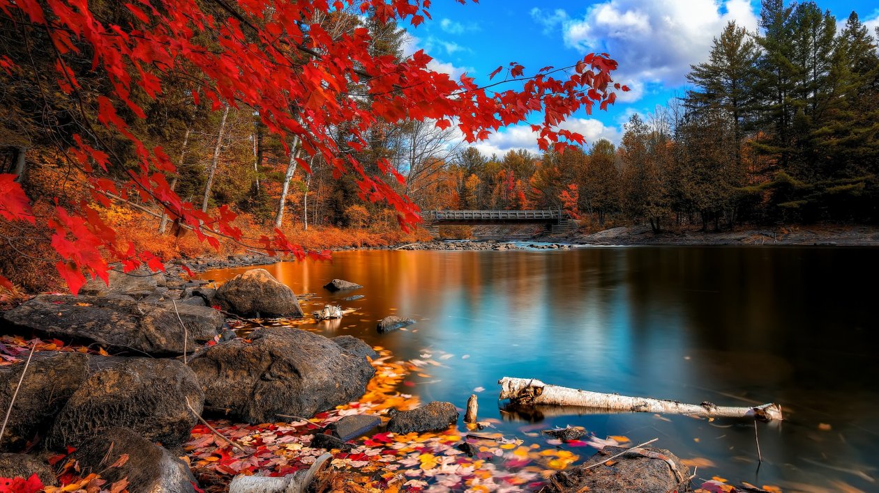 Fall Foliage