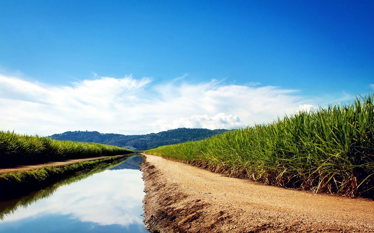 Sugarcane Fields