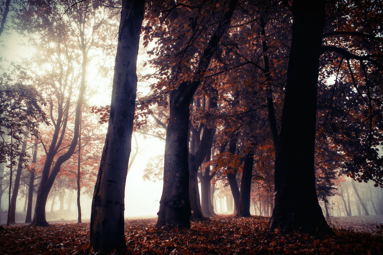 Autumn Trees Park Forest 5k