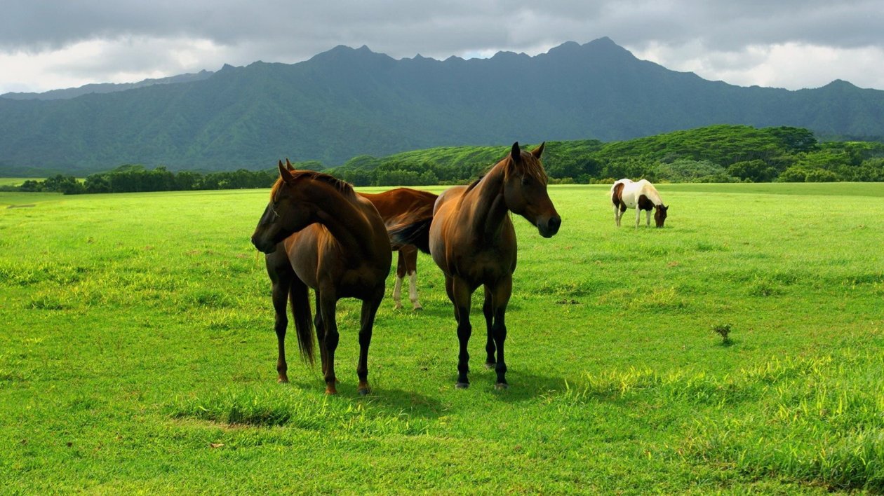 Horse In Open Field