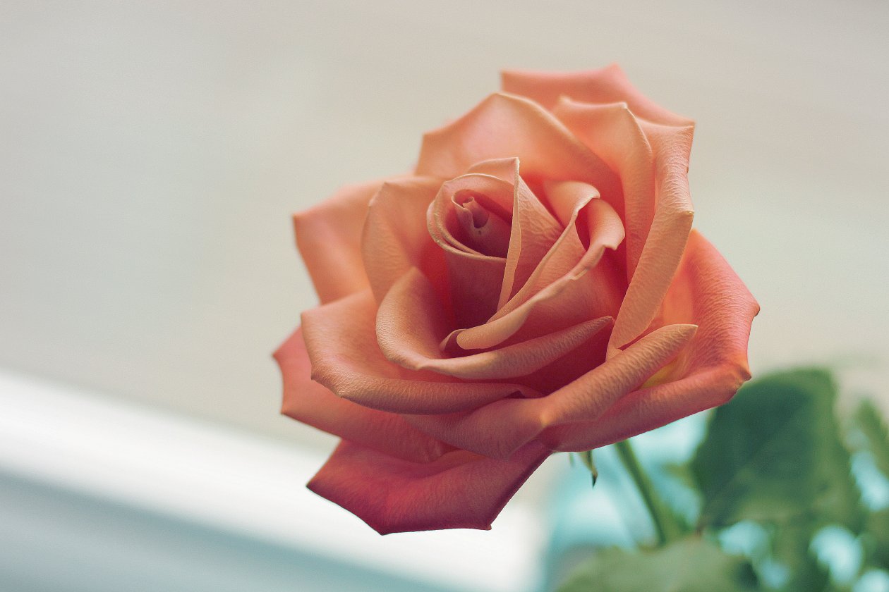 Pink Rose 5k