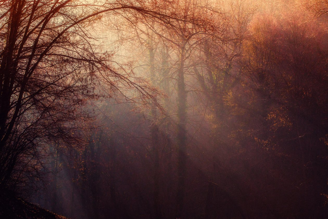 Autumn Forest Sunbeams 4k 5k