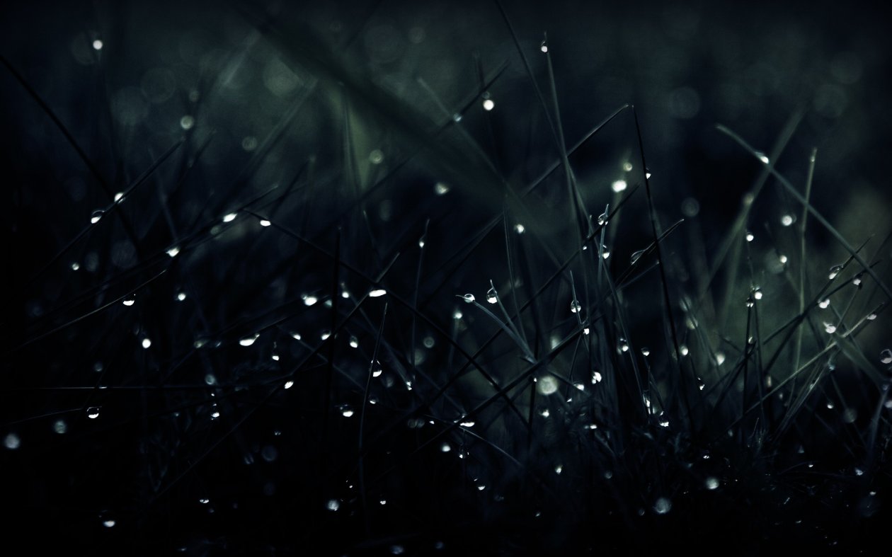 Dew On Grass