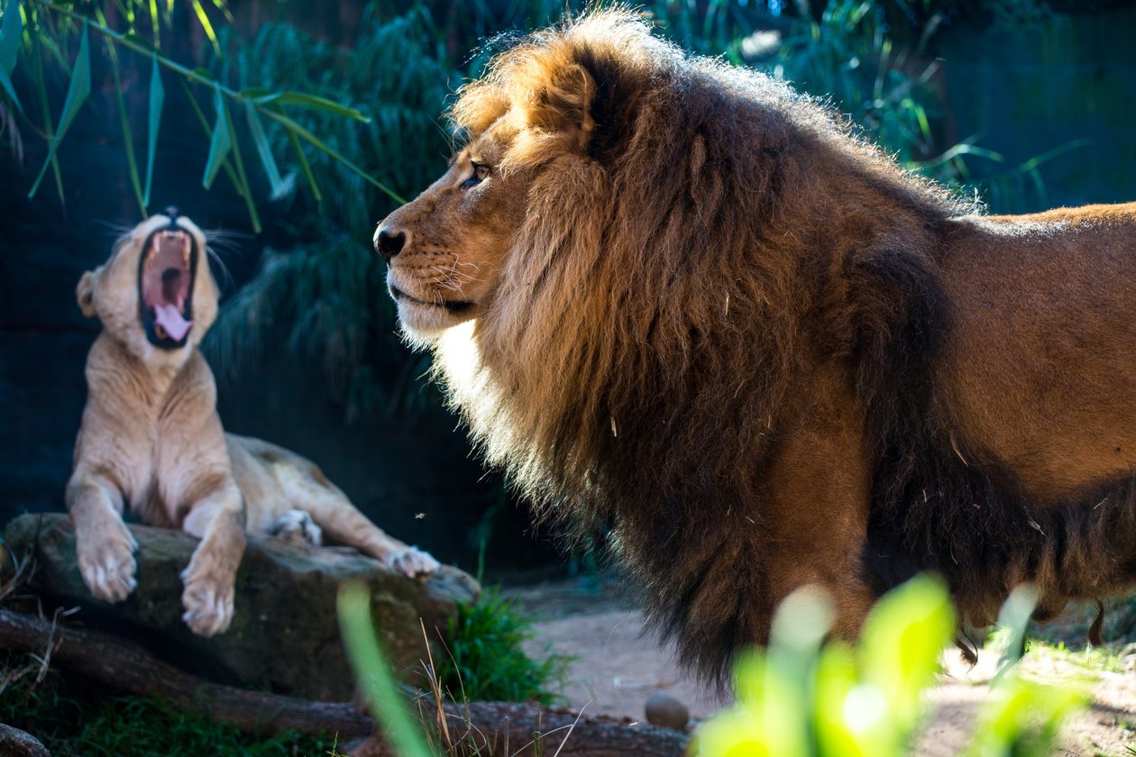 Lion And Cub