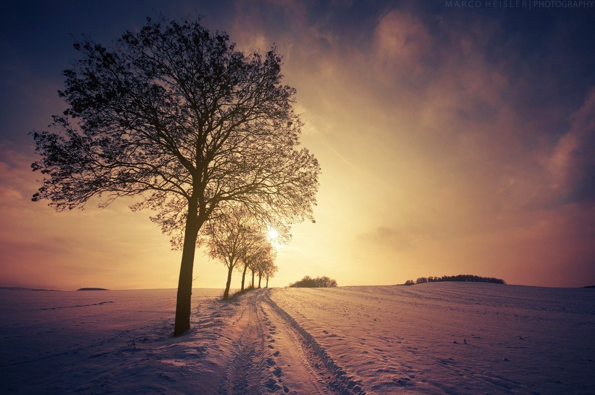 Snow Trees Sunlight