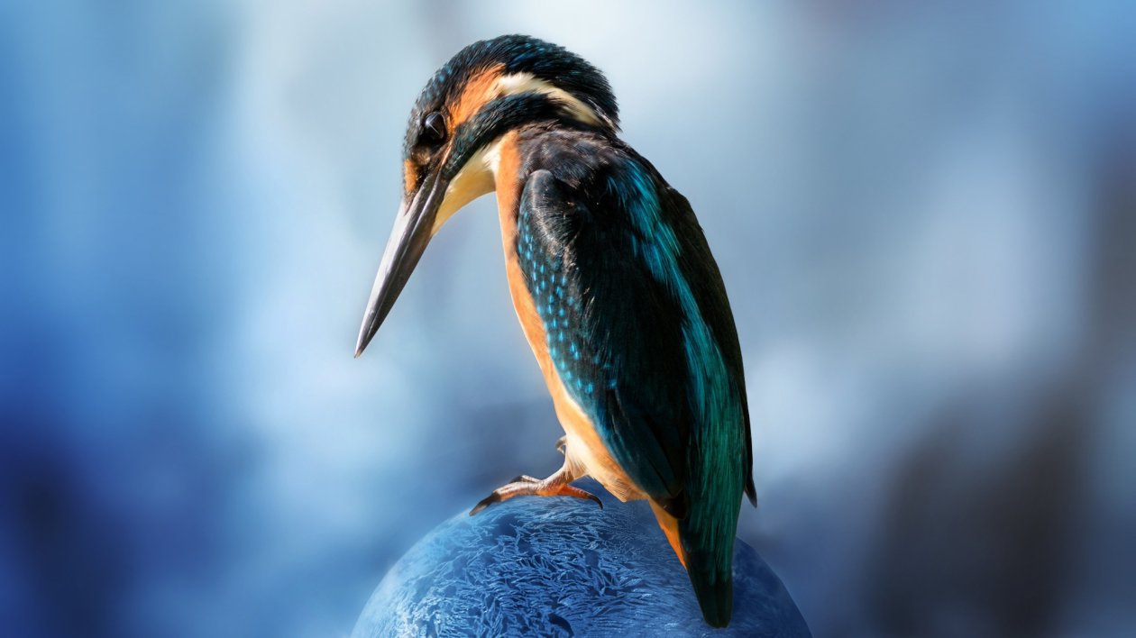 Kingfisher Bird Sitting