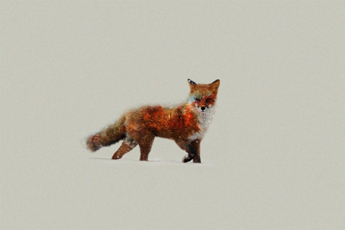 Fox Artist