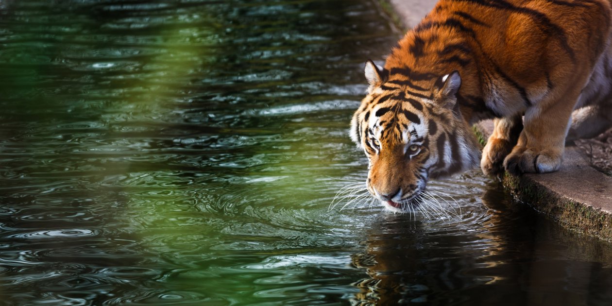 Tiger 4k
