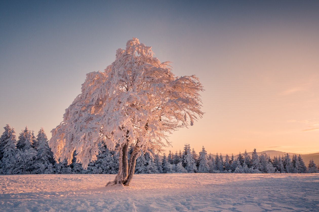 Winter Snow Trees
