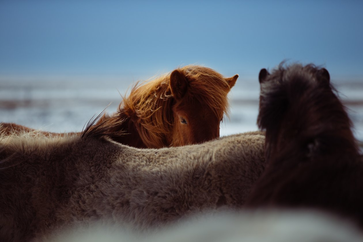 Horses Beach