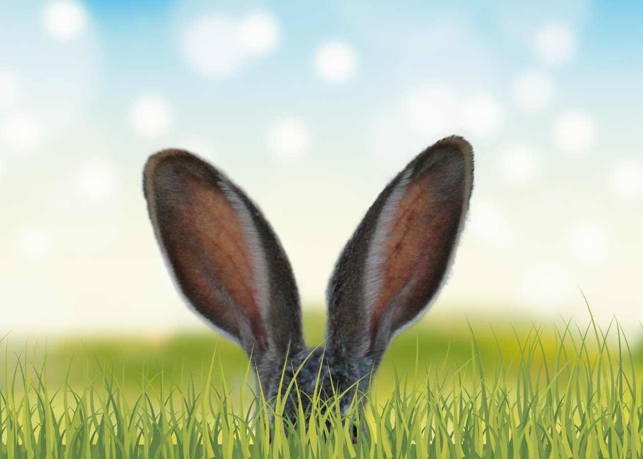 Rabbit Ears In The Grass 5k