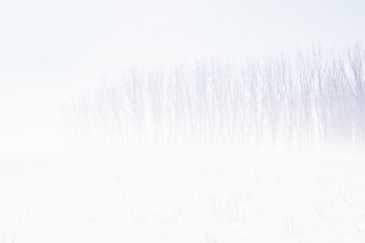 Snow Trees Abstract