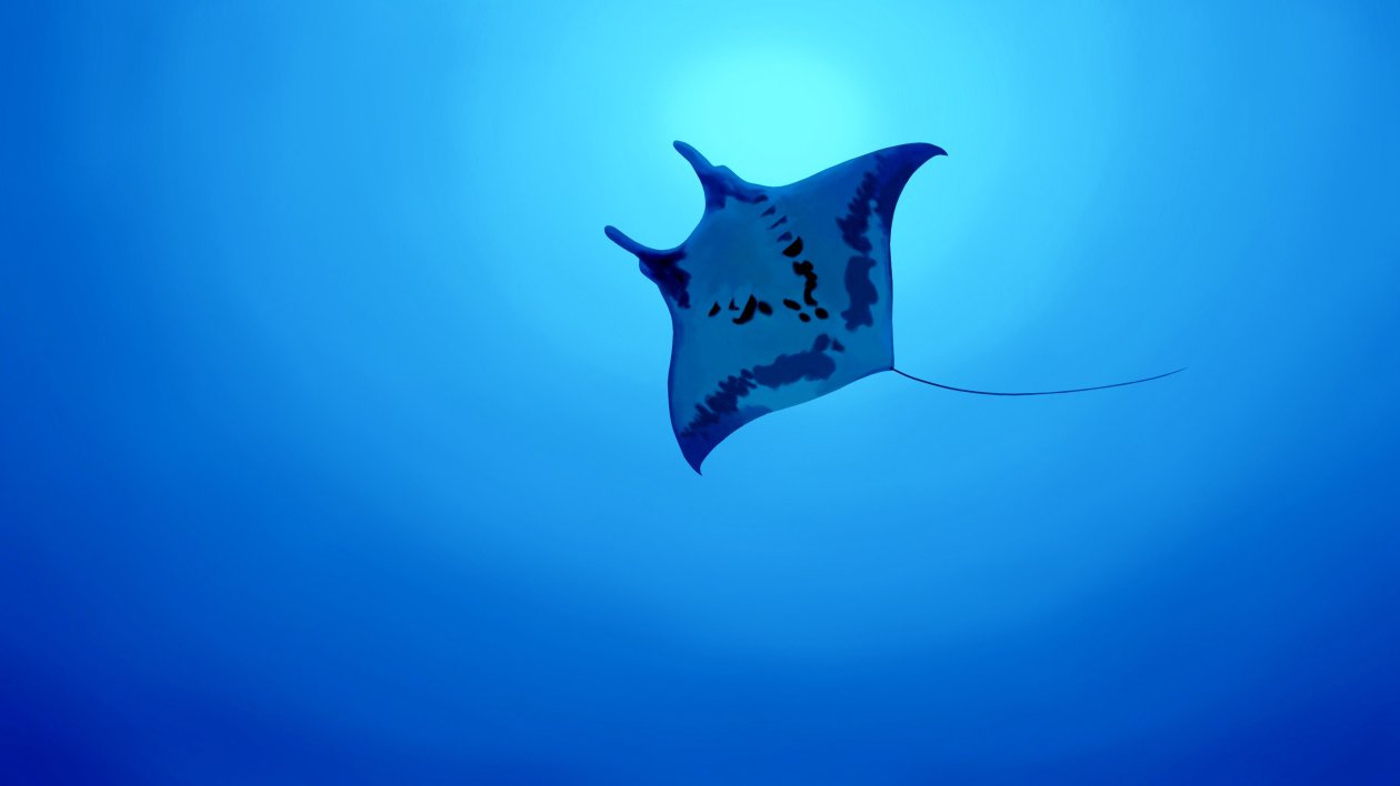 Manta Ray 4k