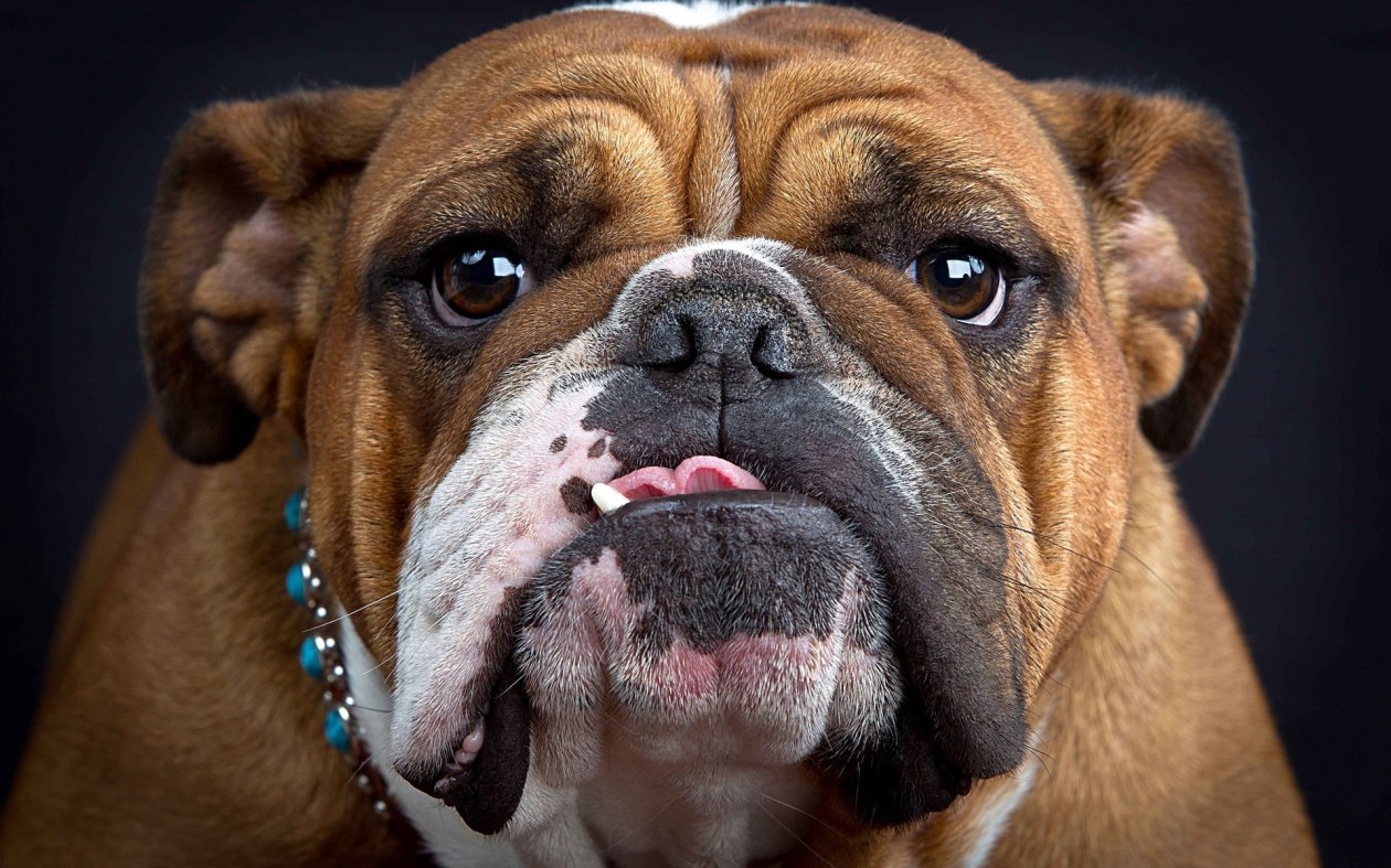 Bulldog