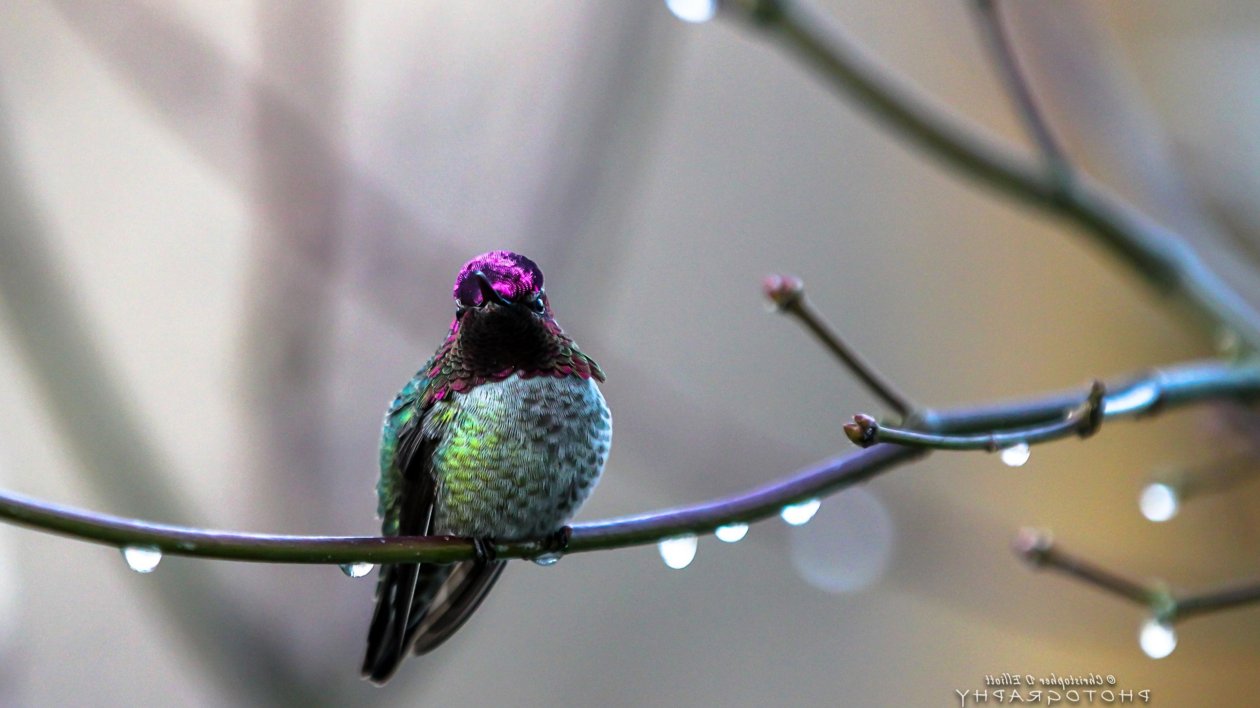 Annas Hummingbird
